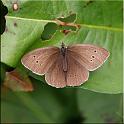 2009_schmetterlinge 0006
